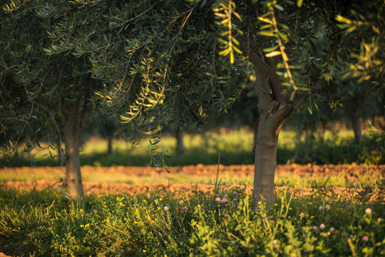Oliiv - High-Polyphenol Organic Extra Virgin Olive Oil